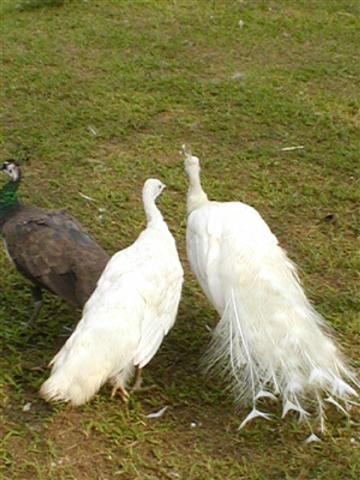 A couple of albino peacocks